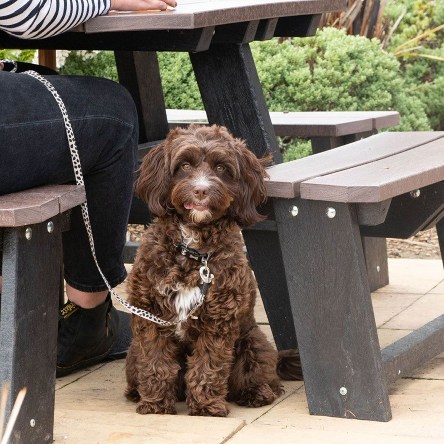 Your local dog friendly pub in Rotherham